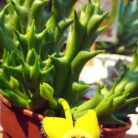 Orbea Semota_2