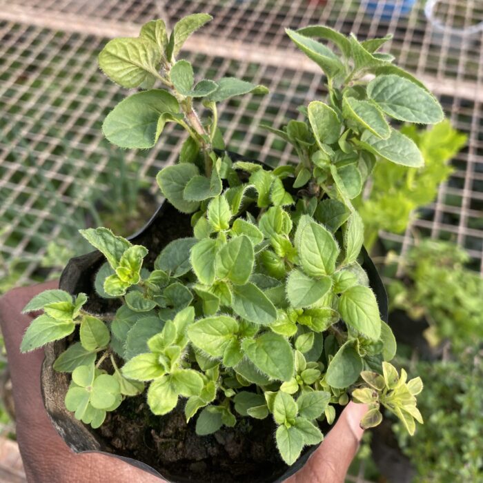 Oregano_1