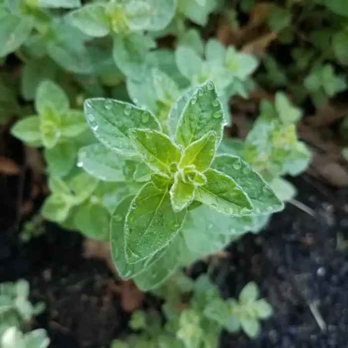 Oregano_2