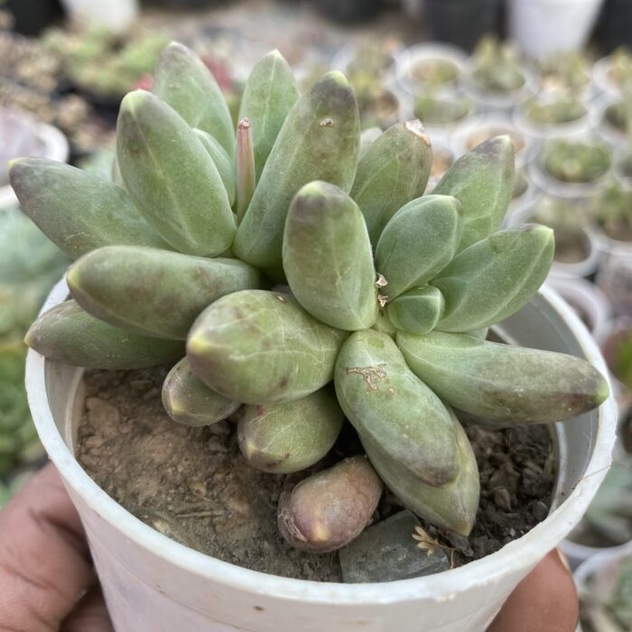 Pachyphytum Compactum