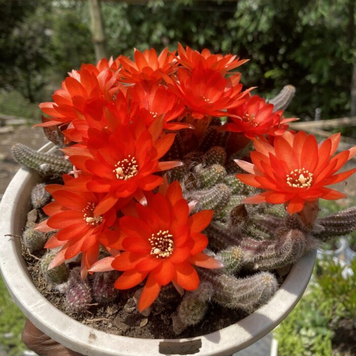 Peanut Cactus (Full of Basket Size)