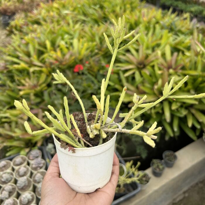 Rhipsalis Cereuscula