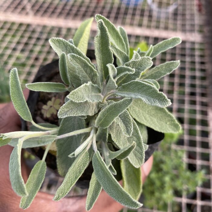 Sage