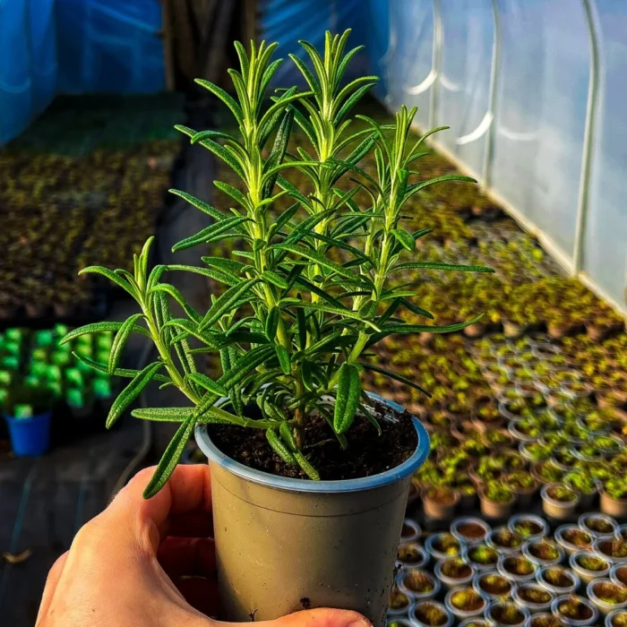 Salvia Rosmarinus (Rosemary)