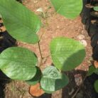Sandalwood (Indian Chandan)_1