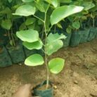 Sandalwood (Indian Chandan)_2