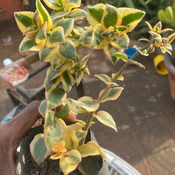 Sarmantosa