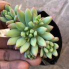 Sedeveria Hummeleii_1