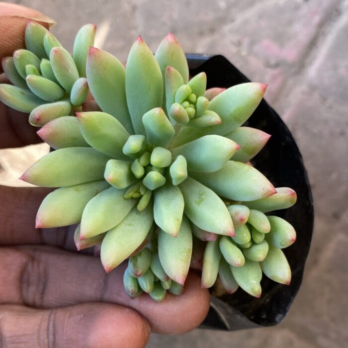 Sedeveria Hummeleii_1