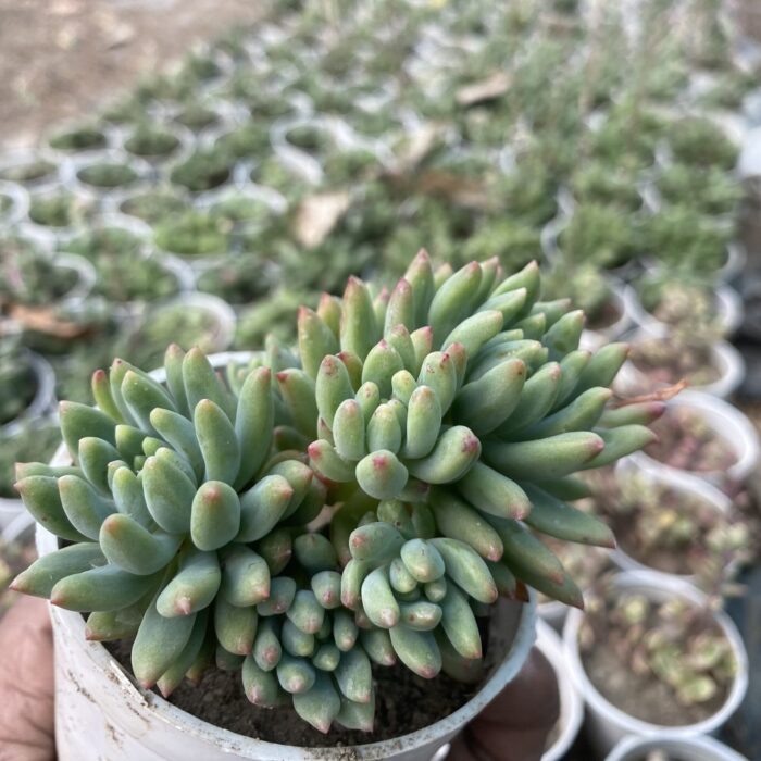 Sedeveria Hummeleii_2