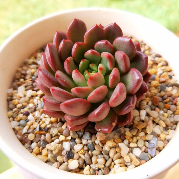 Sedeveria Pink Ruby