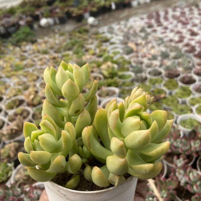 Sedum Adolphii