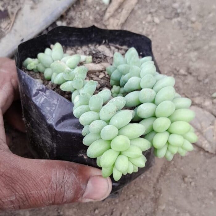 Sedum Burros Tail_1