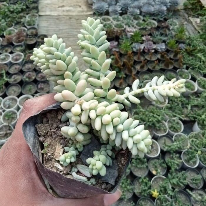 Sedum Burros Tail_2