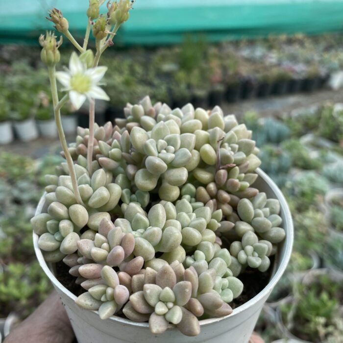 Sedum Clavatum