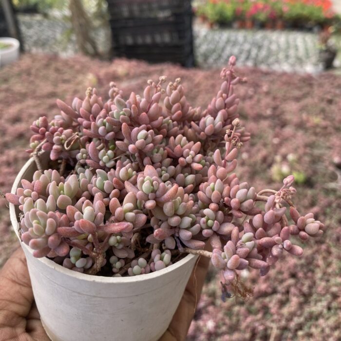 Sedum Dasyphyllum Minor