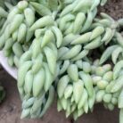 Sedum Donkey Tail_1