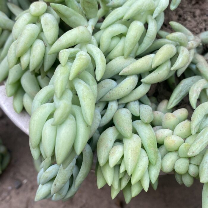 Sedum Donkey Tail_1