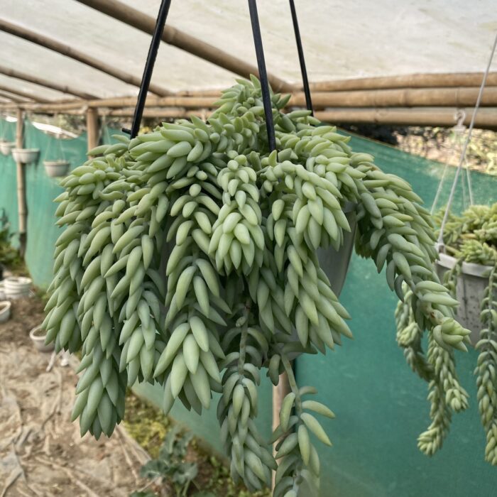 Sedum Donkey Tail_2