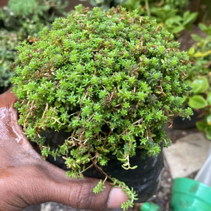 Sedum Green Grass