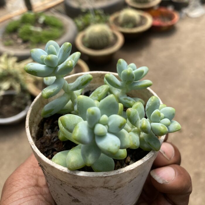 Sedum Greenstar