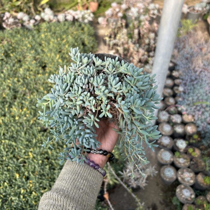 Sedum Hispanicum_2