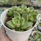 Sedum Letezia_1