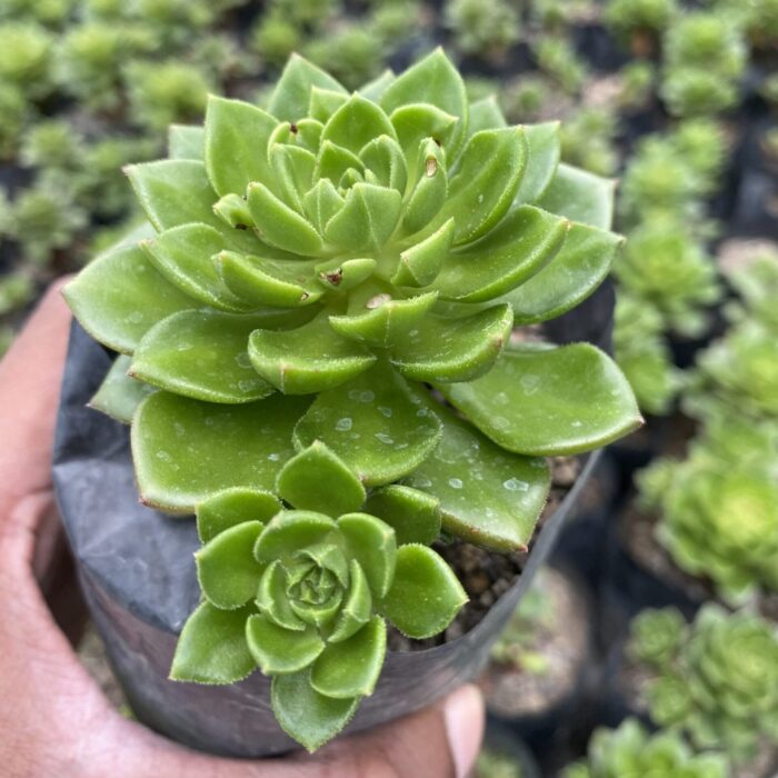 Sedum Letezia_2