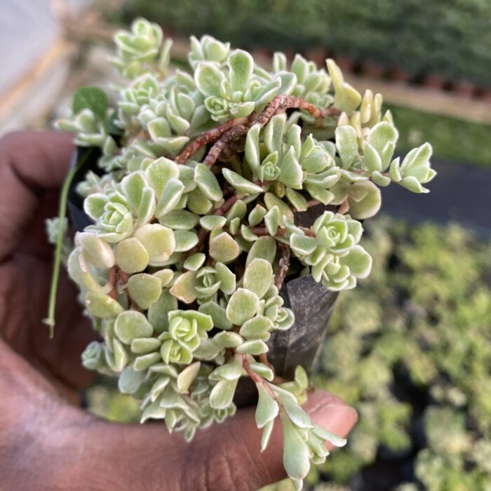 Sedum Makinoi Varigated
