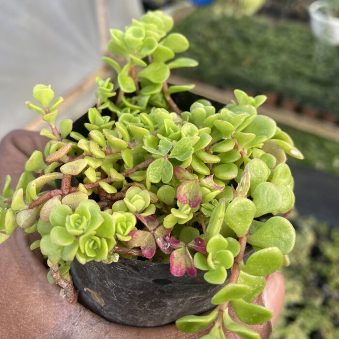Sedum Makinoi