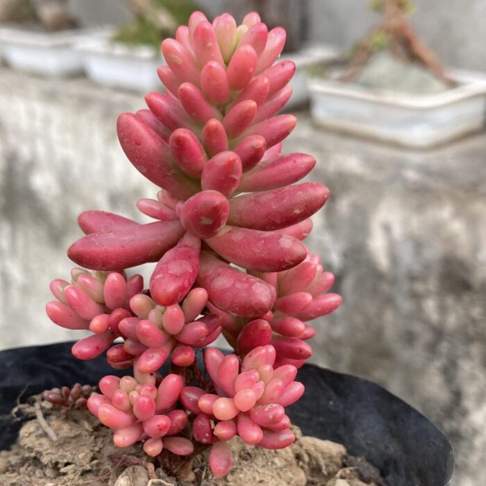 Sedum Pink Jellybean_1