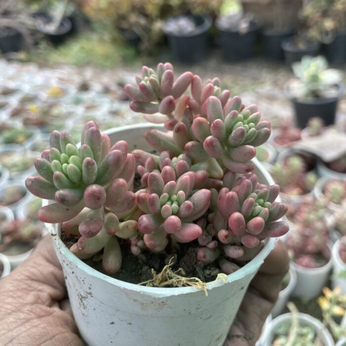 Sedum Pink Jellybean_2