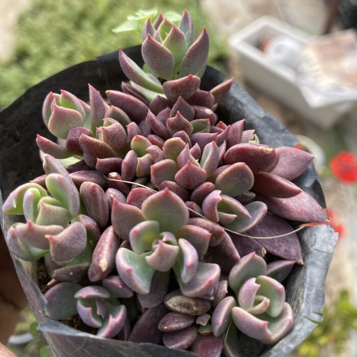 Sedum Sinocrassula Indica