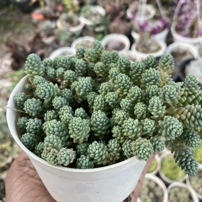 Sedum Stonecrop