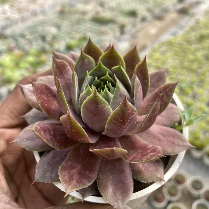 Sempervivum Royal Ruby