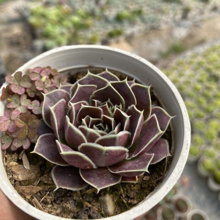 Sempervivum Topaz
