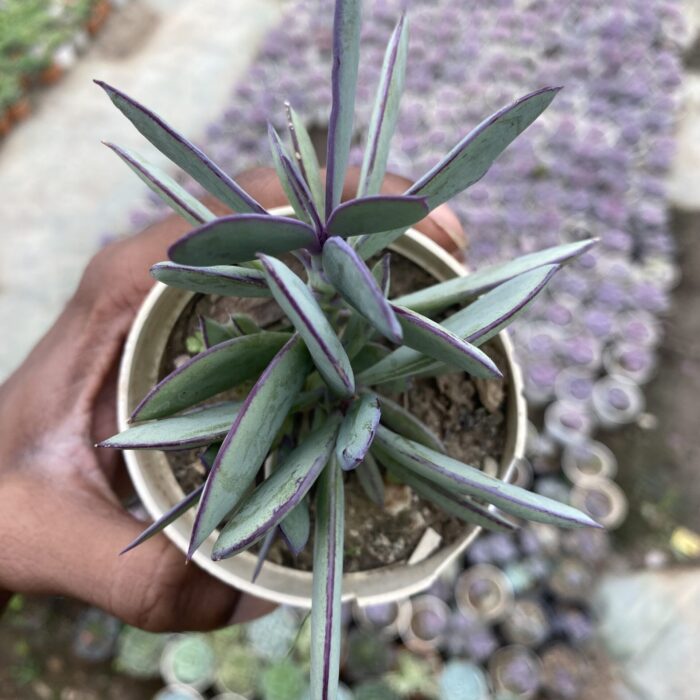 Senecio Blue_1