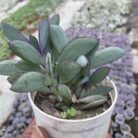 Senecio Blue_2
