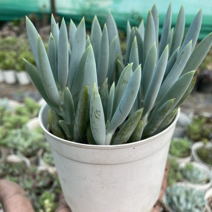 Senecio Chopstick_1