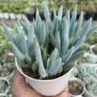 Senecio Chopstick_2