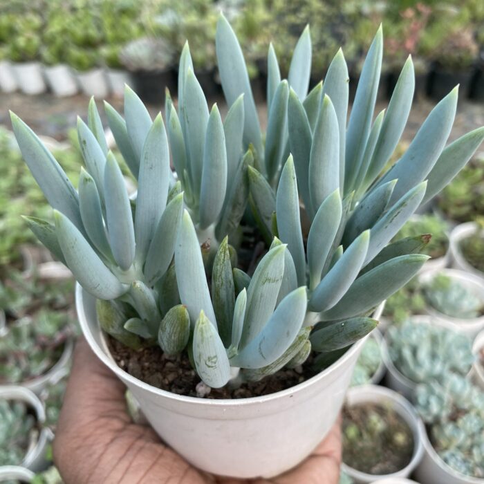 Senecio Chopstick_2