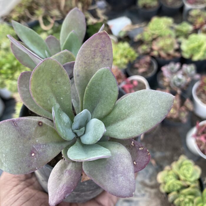 Senecio Fire