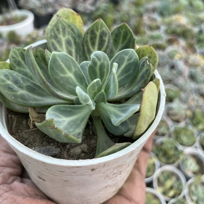 Senecio Obovatus