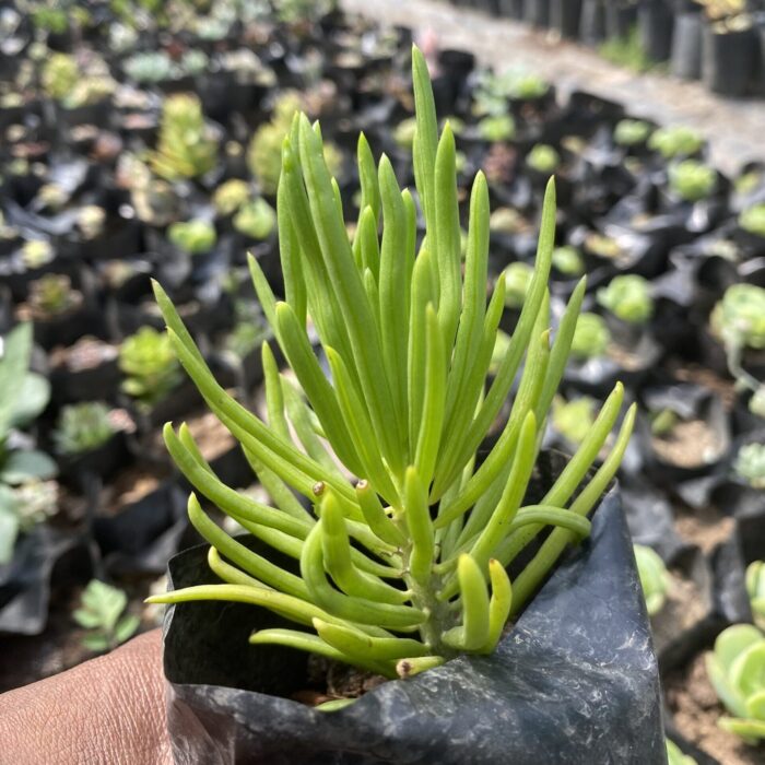 Senecio barbertonicus