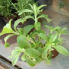 Stevia Herbal Plant(Sugar Free Substitute)_1