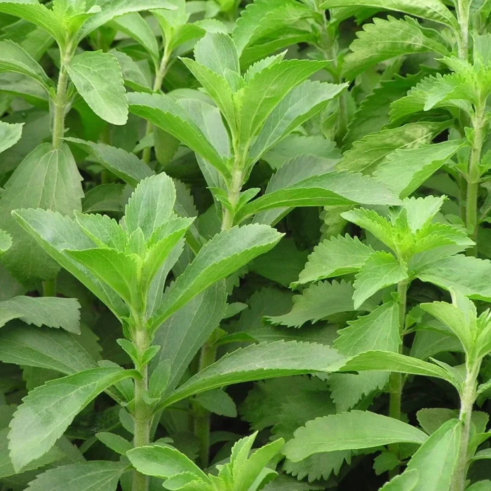 Stevia Herbal Plant(Sugar Free Substitute)_2