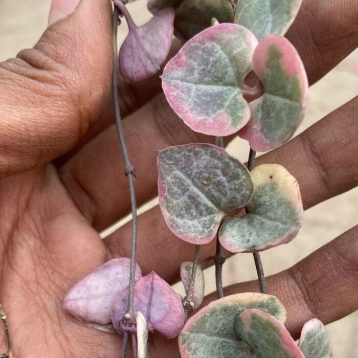 String of Heart Varigated