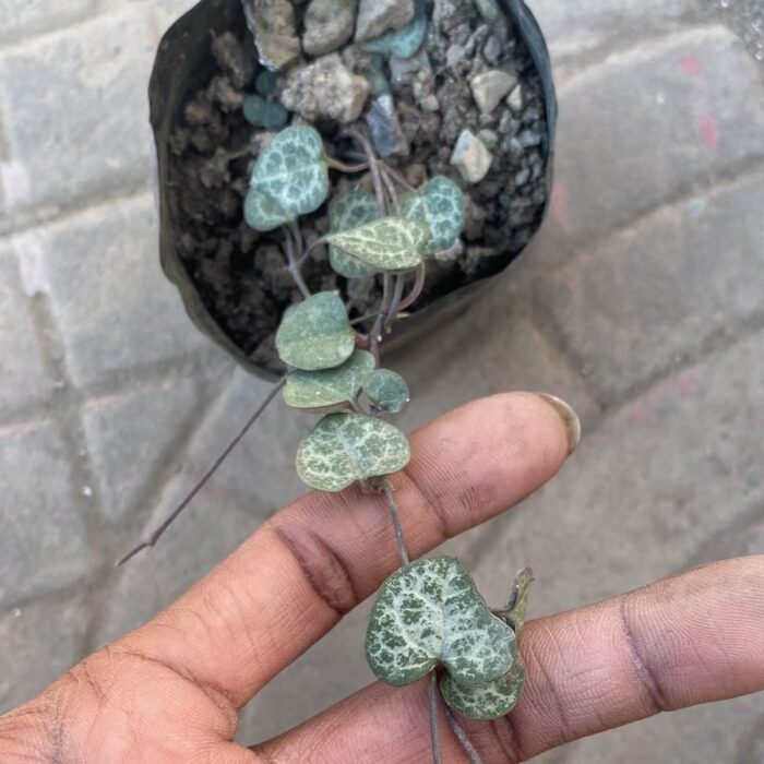String of Heart