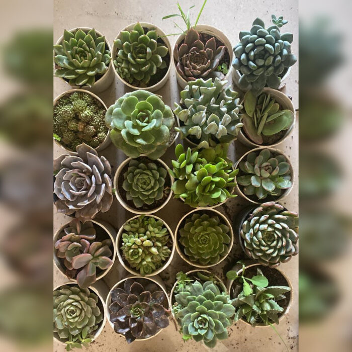Succulent Combo Of 20 Type B