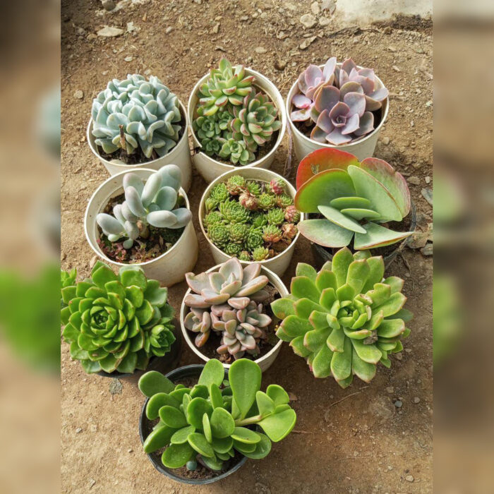 Succulent Combo of 10 type A
